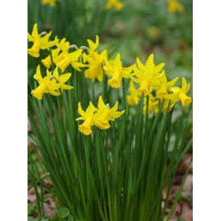 Narcizas ( lot. Narcissus) February Gold, 200 vnt, 2026 ruduo