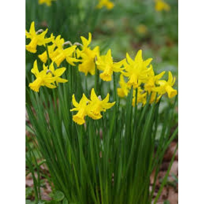 Narcizas ( lot. Narcissus) February Gold, 5 vnt