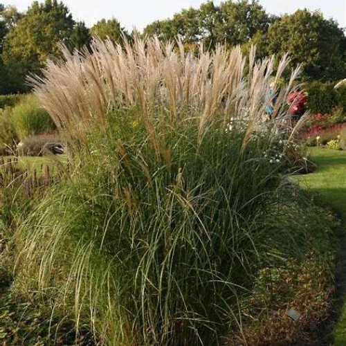Miskantas kininis  ( lot. Miscanthus chinensis ) Federweisser