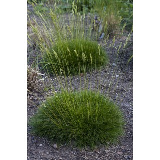 Eraičinas siauralapis  ( lot. Festuca  gautierii) Pic Carlit