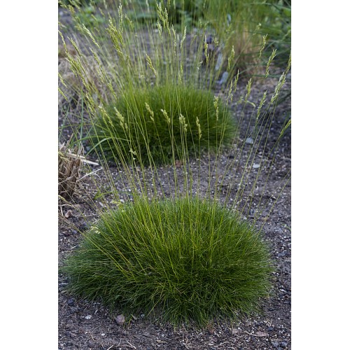 Eraičinas siauralapis  ( lot. Festuca  gautierii) Pic Carlit