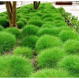 Eraičinas siauralapis  ( lot. Festuca  gautierii)