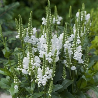  Pūstatauris virgininis (lot.Physostegia virginiana) Summer Snow