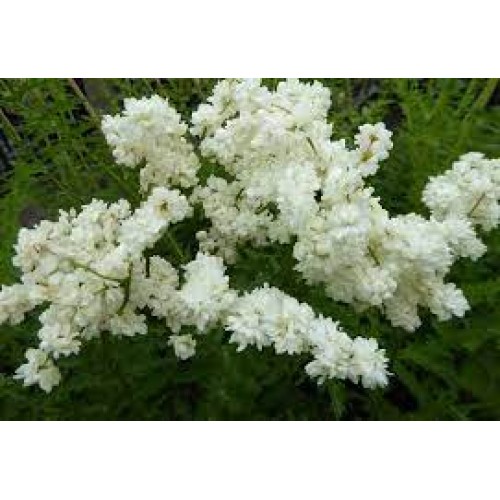 Vingiorykštė  (lot. Filipendula ulmaria) Plena