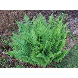 Papartis kelminis (lot. Dryopteris filixmas) 