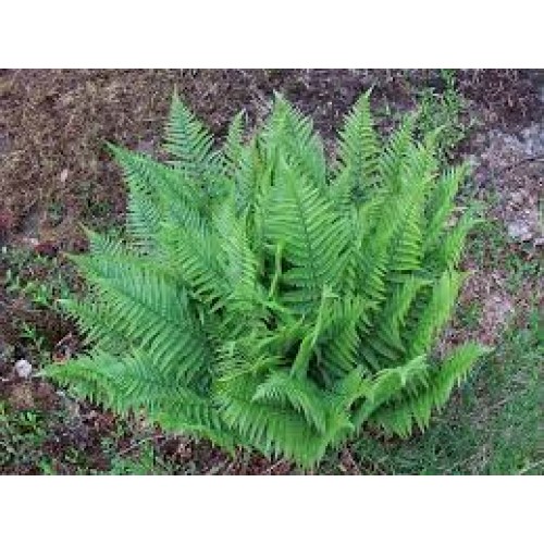 Papartis kelminis (lot. Dryopteris filixmas) 