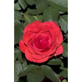 Rožė ( lot. Rosa ) Morden Fireglow