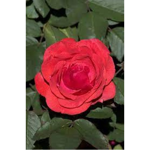 Rožė ( lot. Rosa ) Morden Fireglow