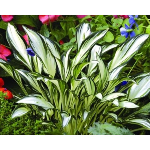 Melsvė ( lot. Hosta) Fireworks