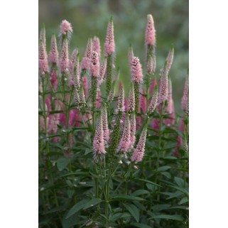 Veronika ilgalapė  (lot. Veronica longifolia)  First Choice