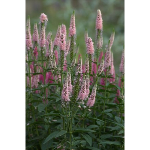 Veronika ilgalapė  (lot. Veronica longifolia)  First Choice