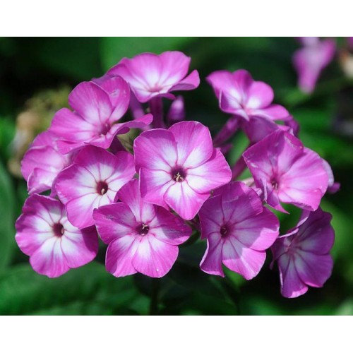 Flioksas ( Phlox paniculata)  Flame Purple Eye
