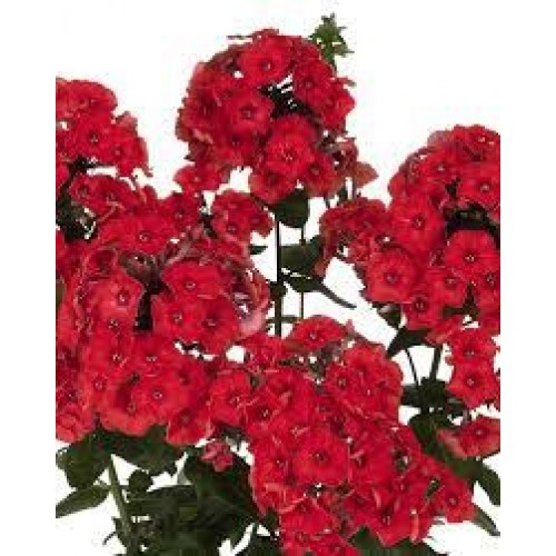 Flioksas ( Phlox paniculata)  Flame Red