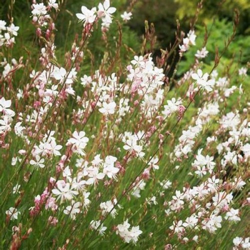 Gaura ( lot. Gaura lindheimeri) Flamingo White
