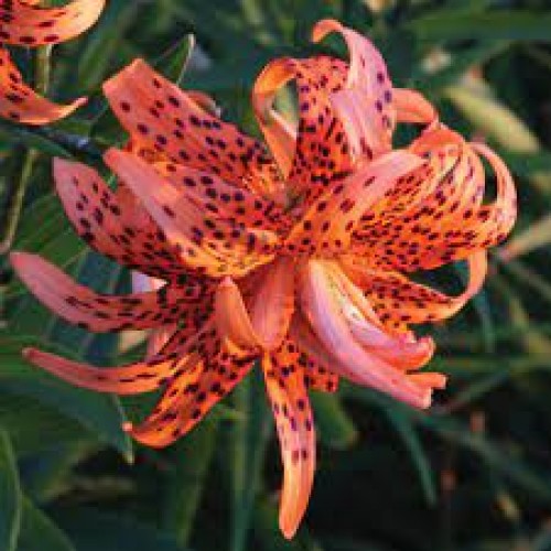 Lelijos ( Lot. Lilium) Flore Pleno 