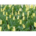 Tulpės Florijn Chic, 10 vnt