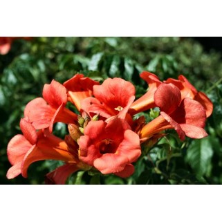 Ląstūnė stambiažiedė ( lot. Campsis radicans) Florida
