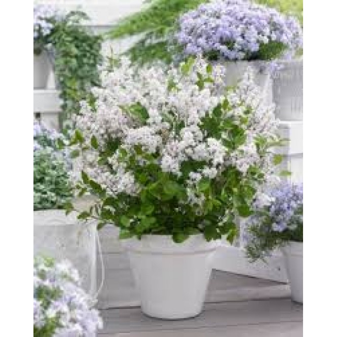 Alyva mejerio ( lot.Syringa  meyeri)  Flowerfesta White