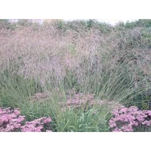 Melvenė  melsvoji ( lot. Molinia careluea) Fontane