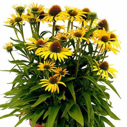Ežiuolė  (lot.Echinacea purpurea) Fountain Yellow