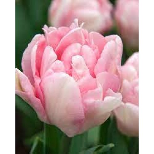 Tulpės  Foxtrot 100 vnt