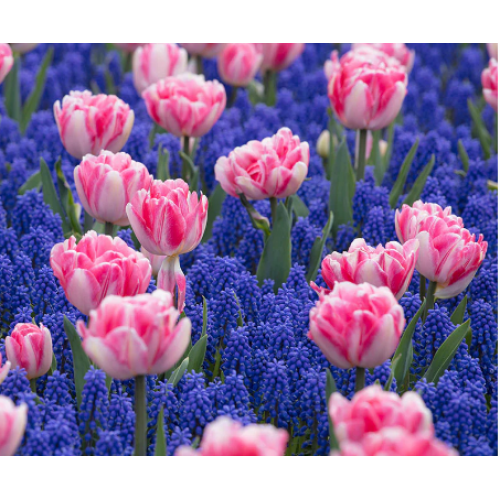 Tulpių ir žydrių derinys ,,Saldi jūra", 25 vnt