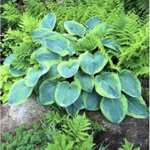 Melsvė ( lot. Hosta) France Williams