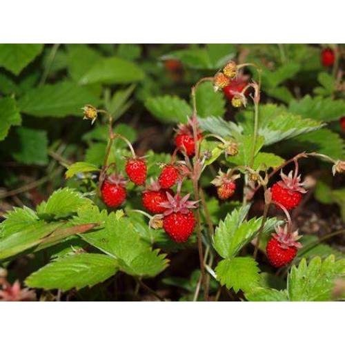 Žemuogė  paprastoji (lot. Fragaria vesca) Plena