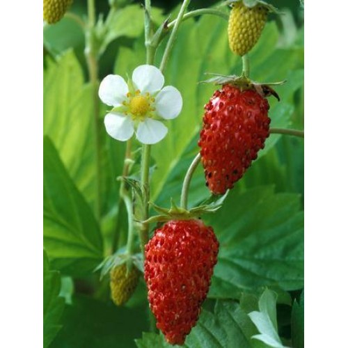 Žemuogė  (lot. Fragaria vesca) Regina