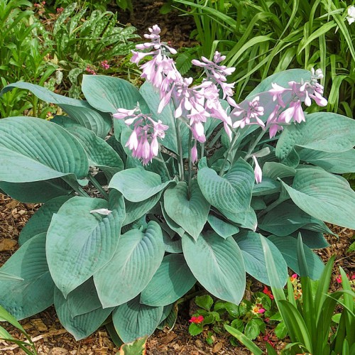 Melsvė ( lot. Hosta) Fragrant Blue
