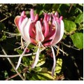 Sausmedis  (Lot. Lonicera peric) Fragrant Cloud