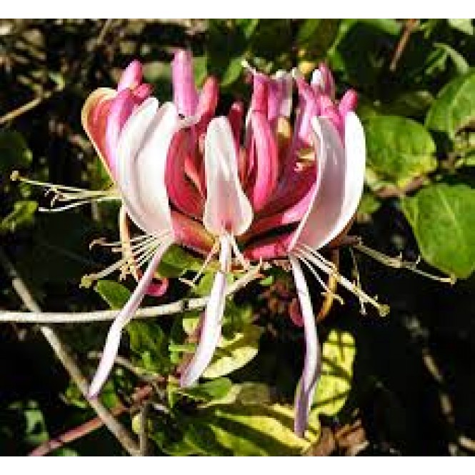 Sausmedis  (Lot. Lonicera peric) Fragrant Cloud