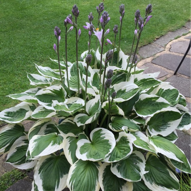 Melsvė ( lot. Hosta) Francee