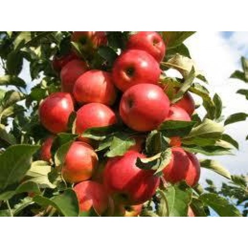 Obelis ( lot. Malus domestica) Freedom