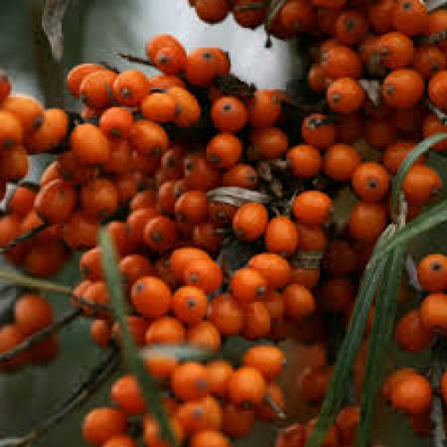 Šaltalankis ( lot. Hippophae rhamnoides)  Friesdorfer Orange (savidulkis)