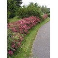 Lanksva japoninė ( lot. Spiraea japonica) Froebelii