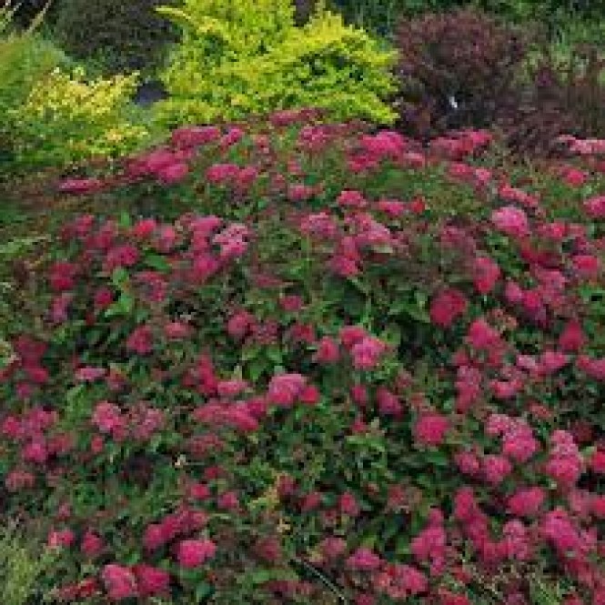 Lanksva japoninė ( lot. Spiraea japonica) Froebelii