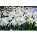 Narcizas didžiažiedis ( lot. Narcissus)  Frosty Snow, 50 vnt