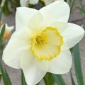 Narcizas didžiažiedis ( lot. Narcissus)  Frosty Snow, 5 vnt vazone