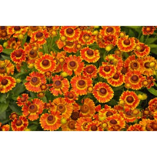 Saulainė (lot. Helenium)  Mariachi Fuego