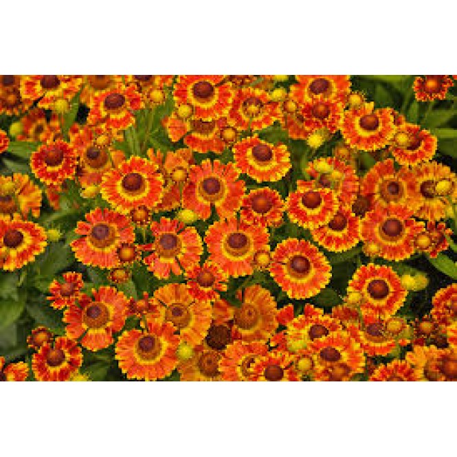 Saulainė (lot. Helenium)  Mariachi Fuego