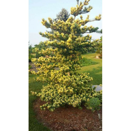 Pušis smulkiažiedė ( lot. Pinus parviflora) Fukai