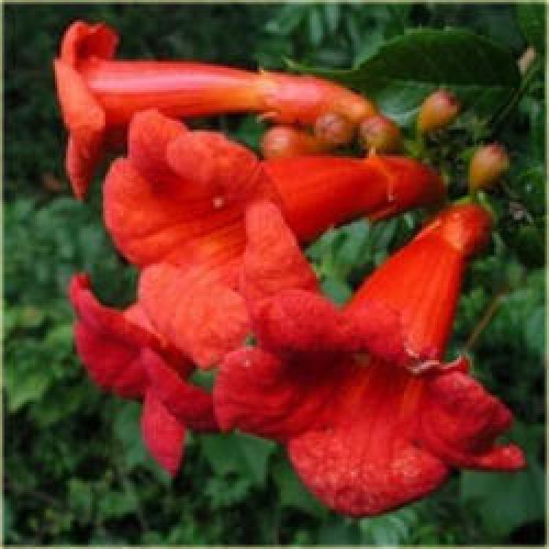 Ląstūnė stambiažiedė ( lot. Campsis radicans) Gabor