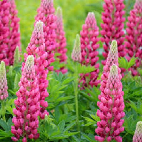 Lubinas (lot. lupinus russelli) Gallery Pink