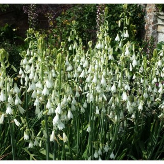 Gelsvoji galtonija ( lot. Galtonia candicans)