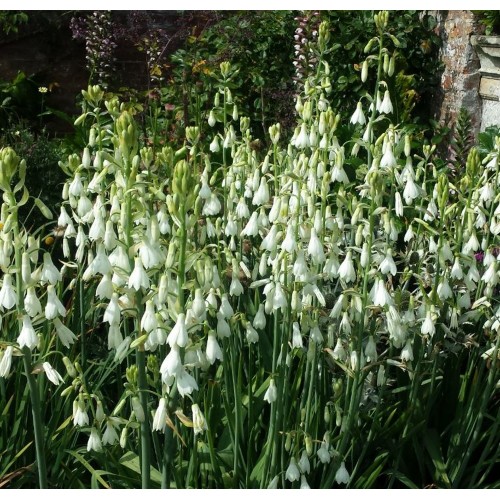 Gelsvoji galtonija ( lot. Galtonia candicans)