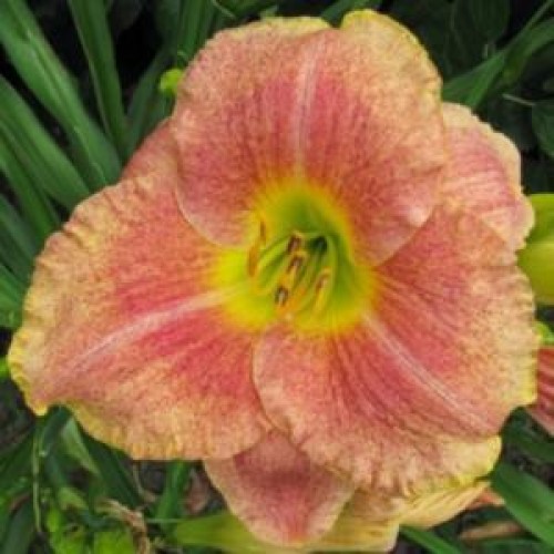 Viendienė  (lot.Hemerocallis )  Gamma Quadrant