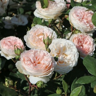 Rožė floribundinė ( lot. Rosa floribunda)  MÄRCHENZAUBER® Kordes