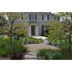 Kaip sukurti gražų kiemą be vejos? Idėjos ir sprendimai moderniam sodui