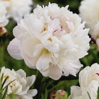 Bijūnas ( lot. peonia lactiflora )  Gardenia, 2026 ruduo